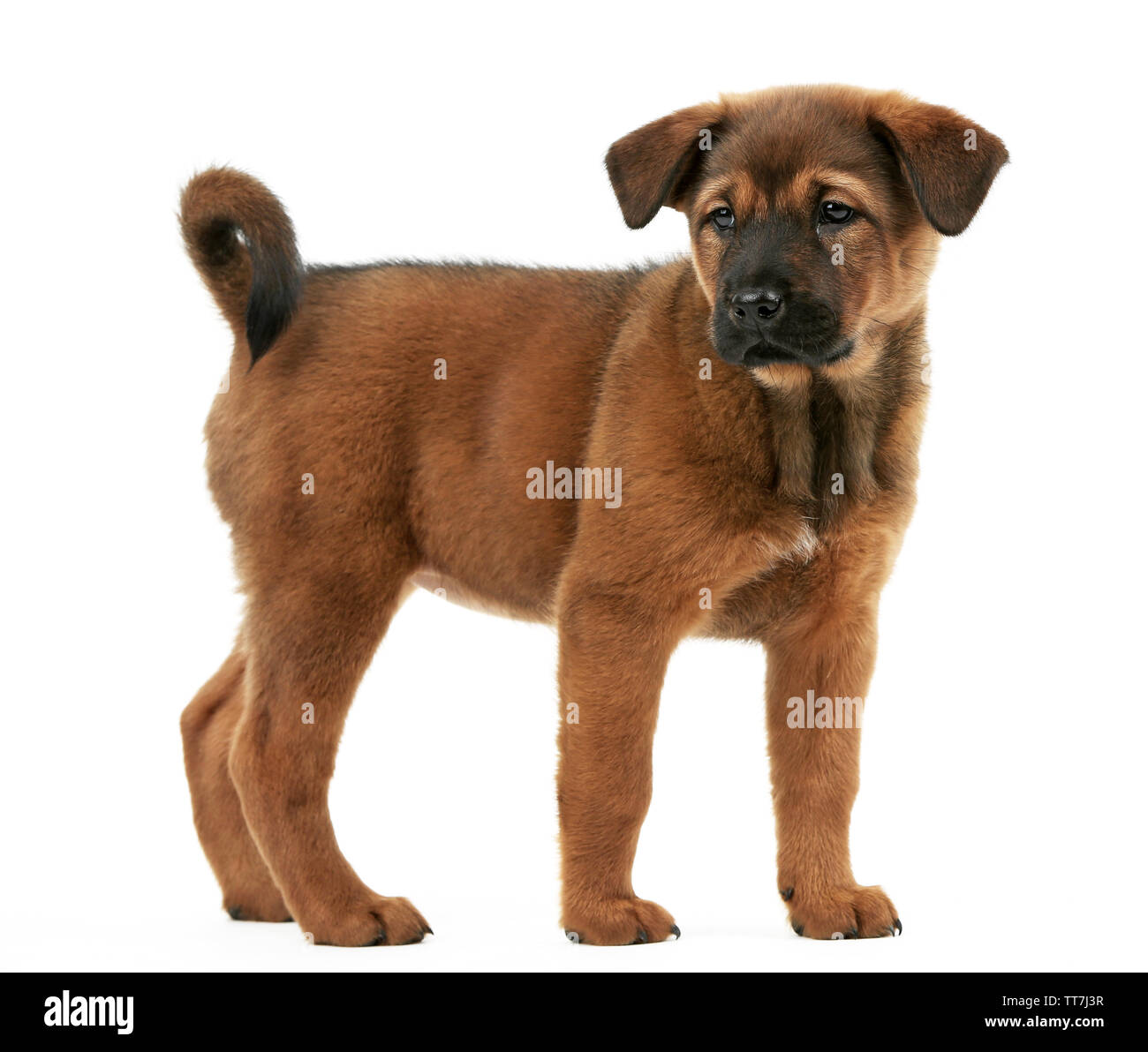 Cute puppy isolated on white Stock Photo - Alamy