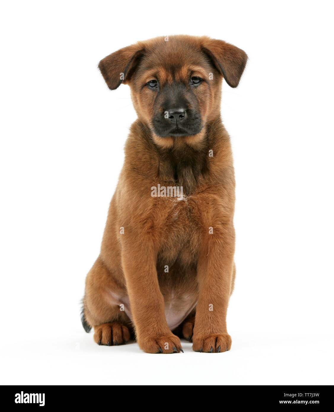 Cute puppy isolated on white Stock Photo - Alamy