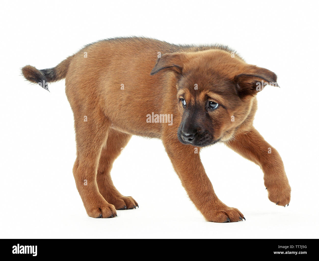 Cute puppy isolated on white Stock Photo - Alamy