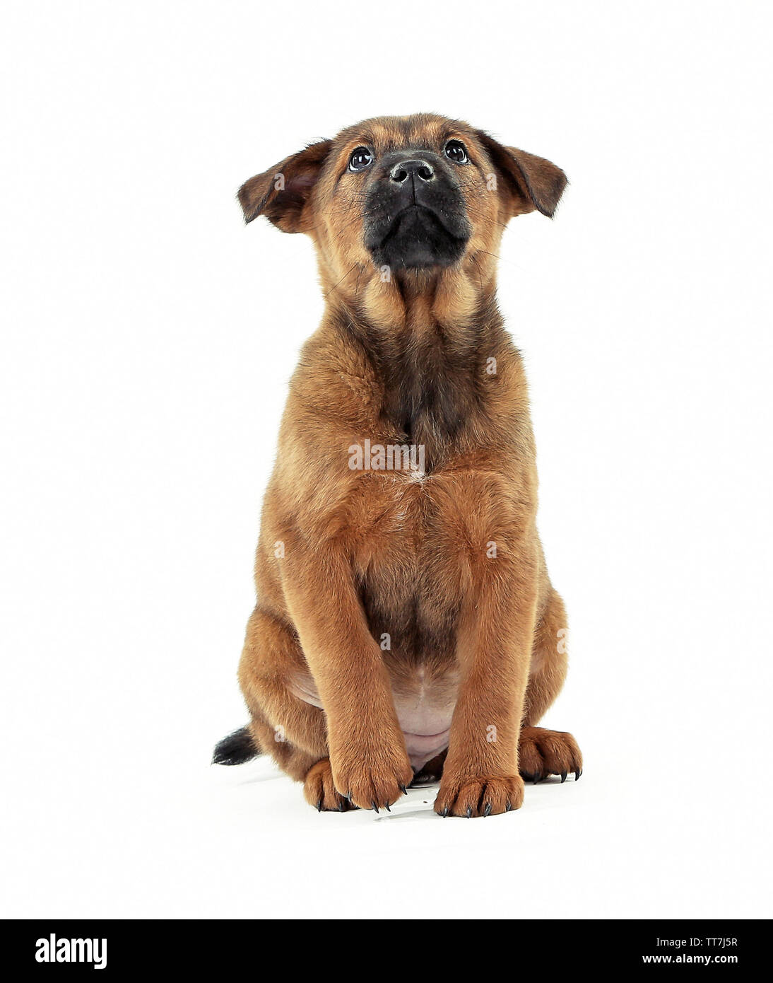 Cute puppy isolated on white Stock Photo - Alamy