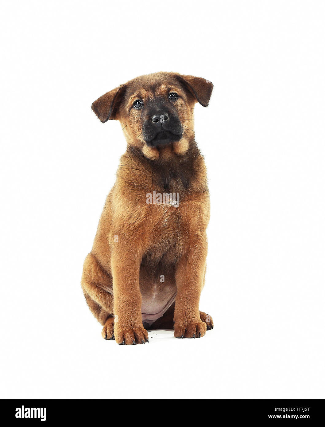 Cute puppy isolated on white Stock Photo - Alamy