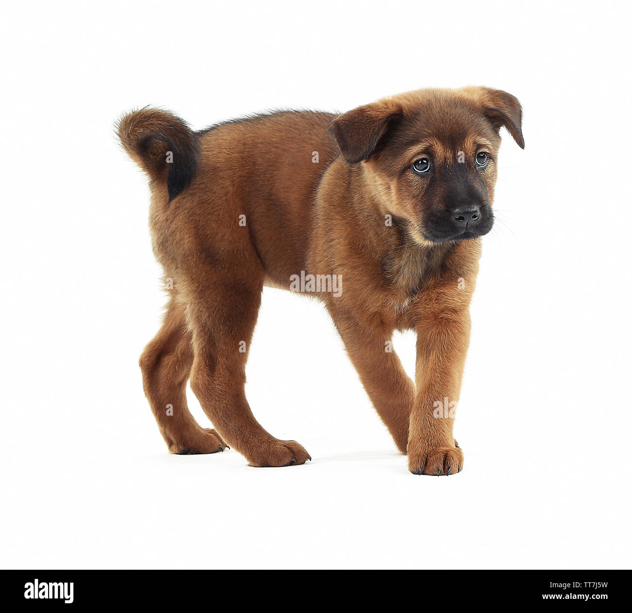 Cute puppy isolated on white Stock Photo - Alamy
