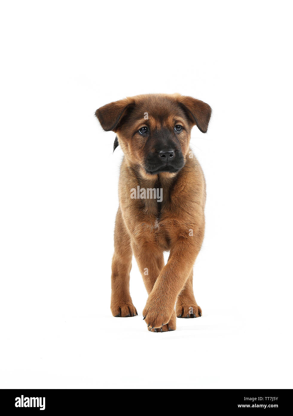 Cute puppy isolated on white Stock Photo - Alamy