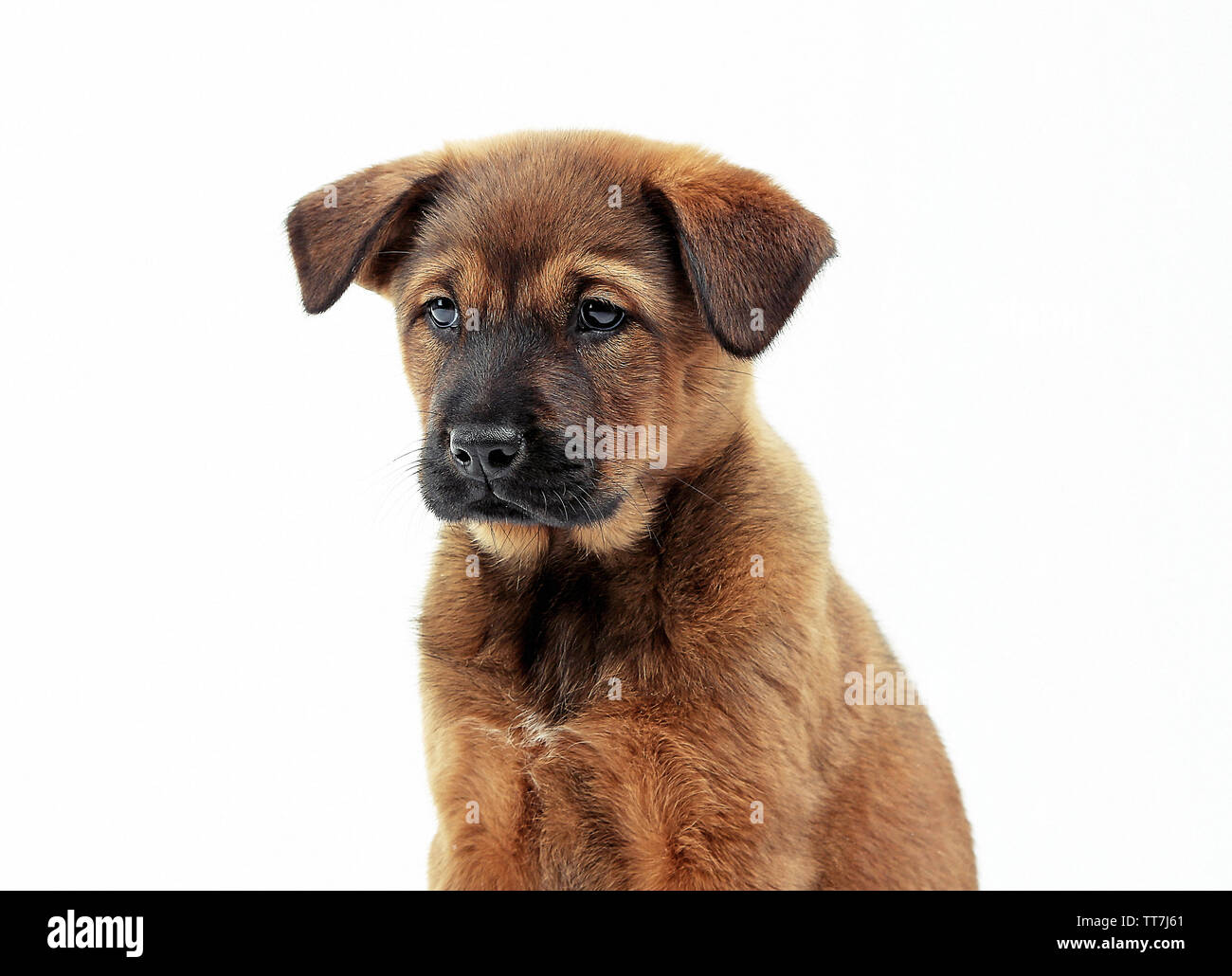 Cute puppy isolated on white Stock Photo - Alamy