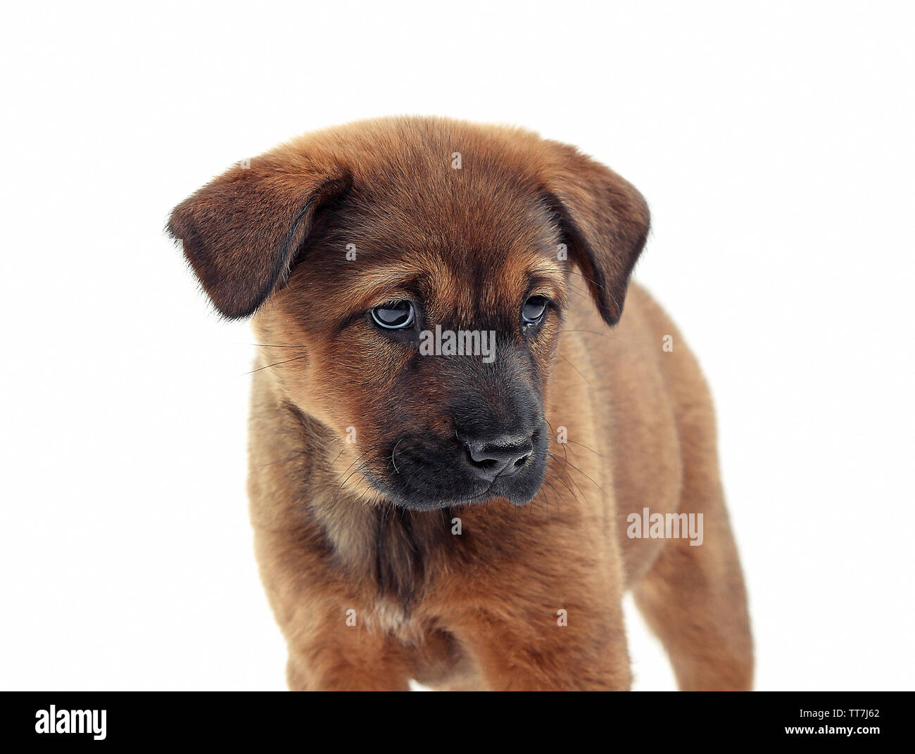 Cute puppy isolated on white Stock Photo
