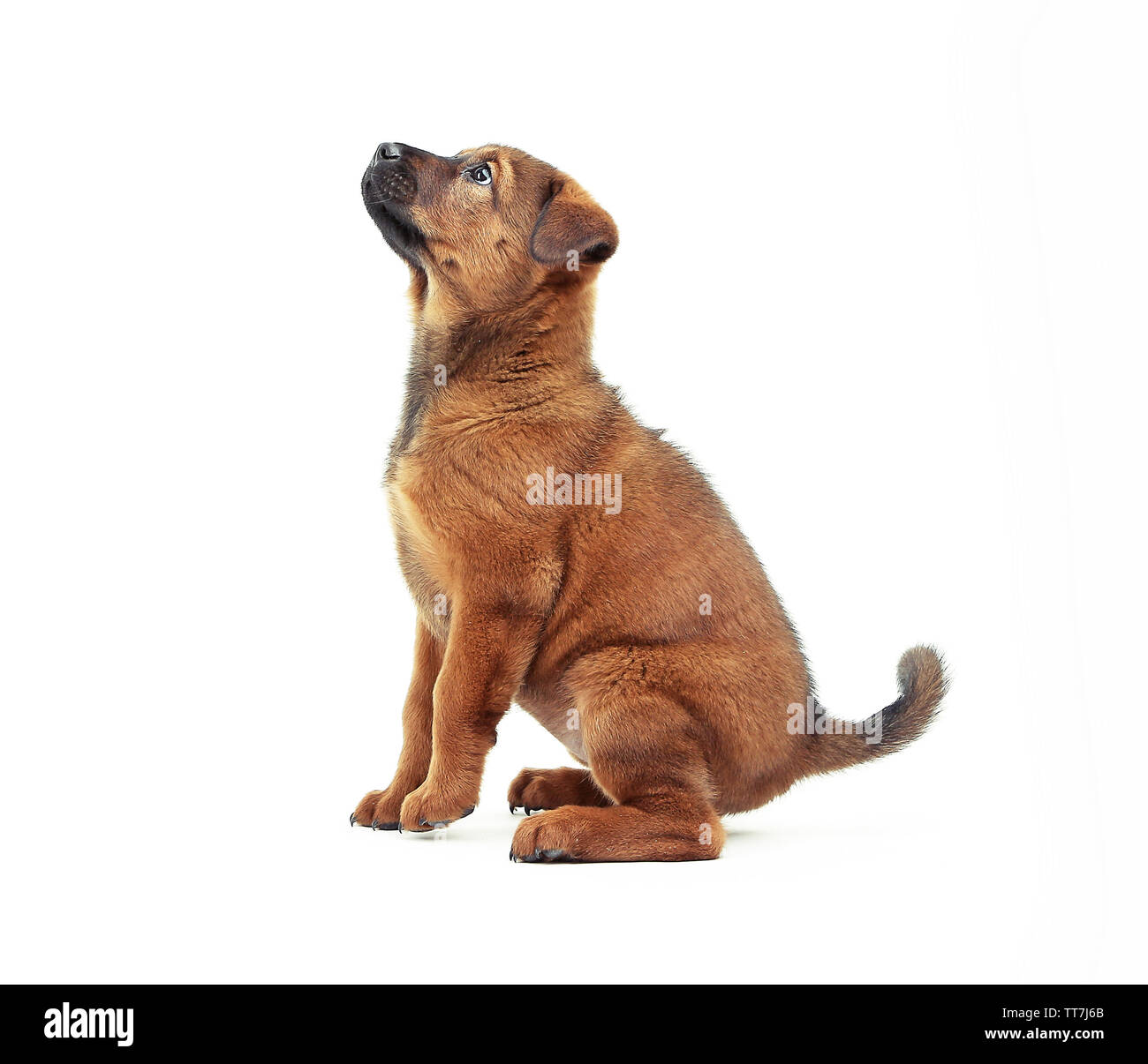 Cute puppy isolated on white Stock Photo - Alamy