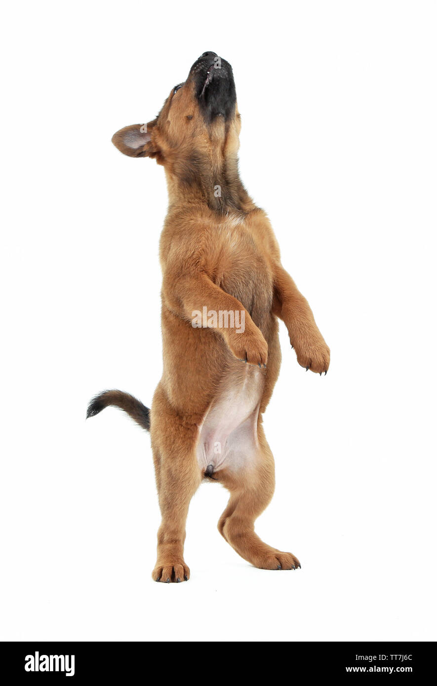 Cute puppy isolated on white Stock Photo - Alamy