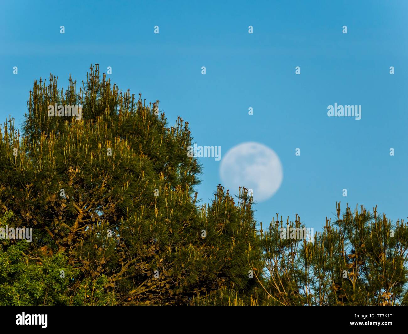 Emerging Moon in early evening against still clear Blue sky Stock Photo