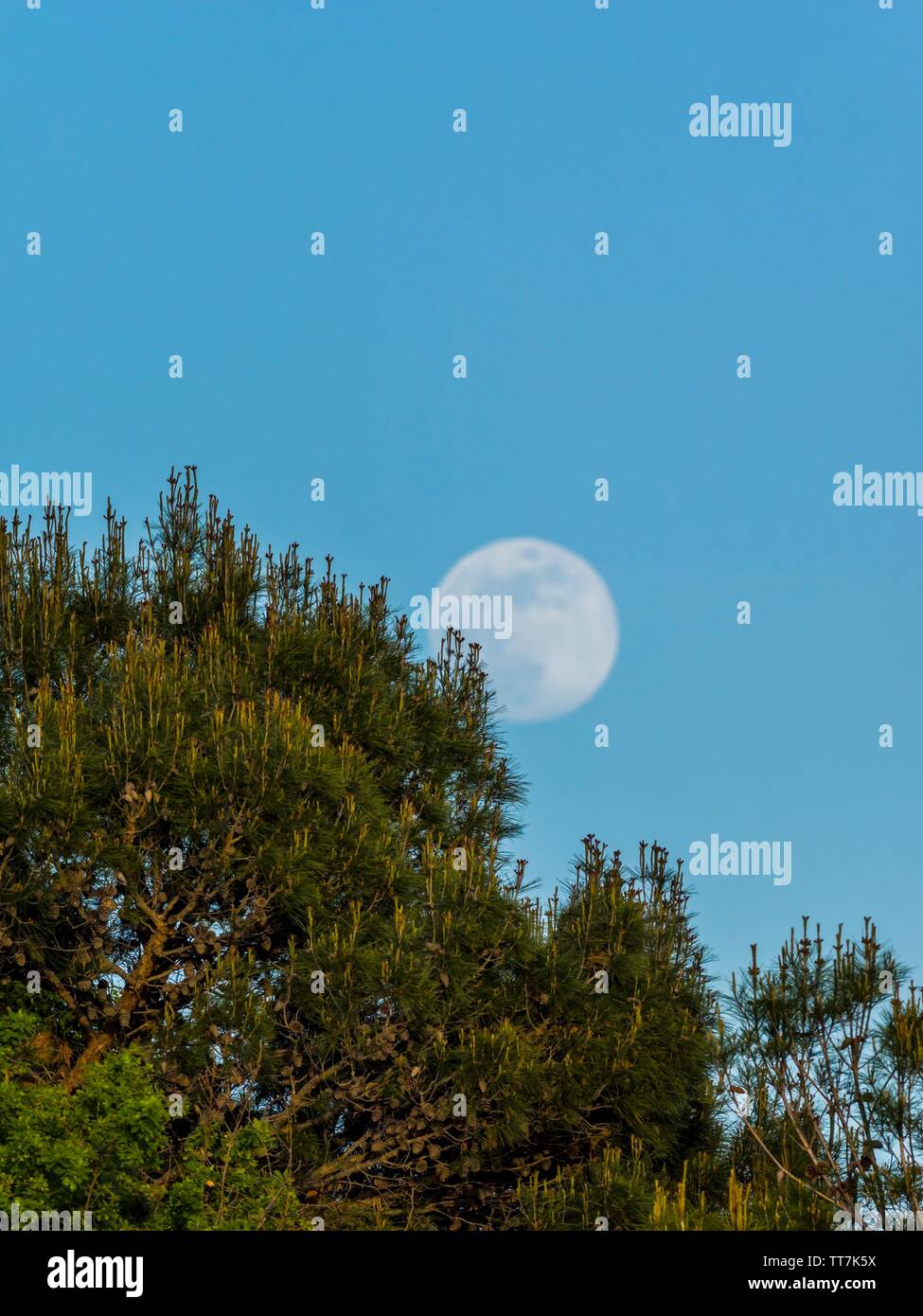 Emerging Moon in early evening against still clear Blue sky Stock Photo