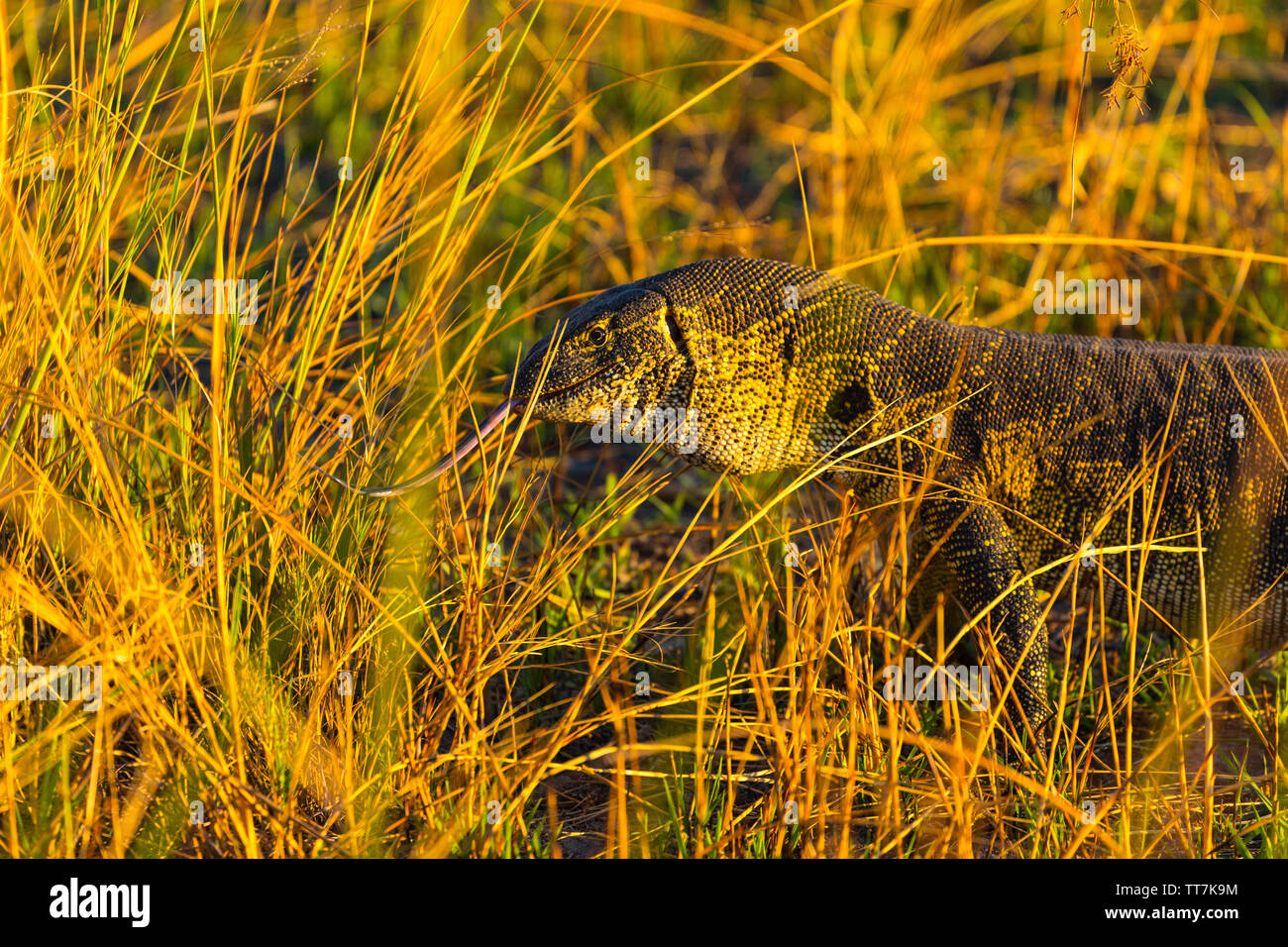 Nile monitor lizard (Varanus niloticus), Okavango Delta, Botswana