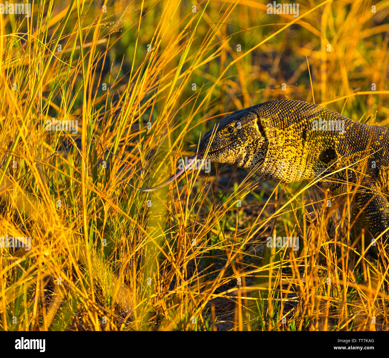 Nile monitor lizard (Varanus niloticus), Okavango Delta, Botswana