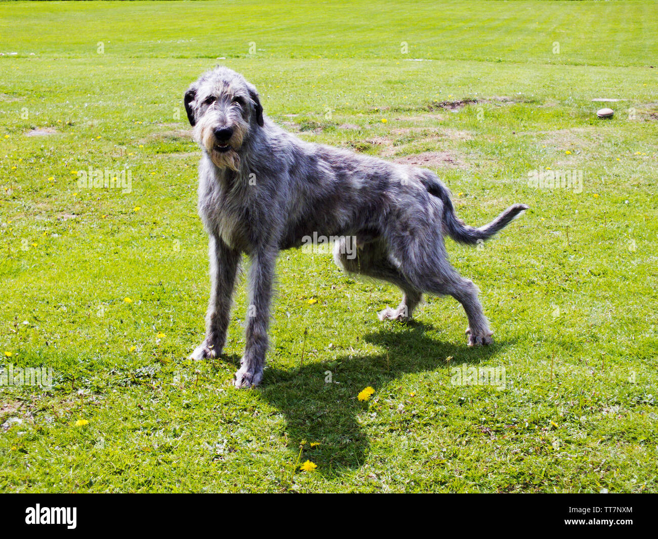 Irish wolfhound in sales movies