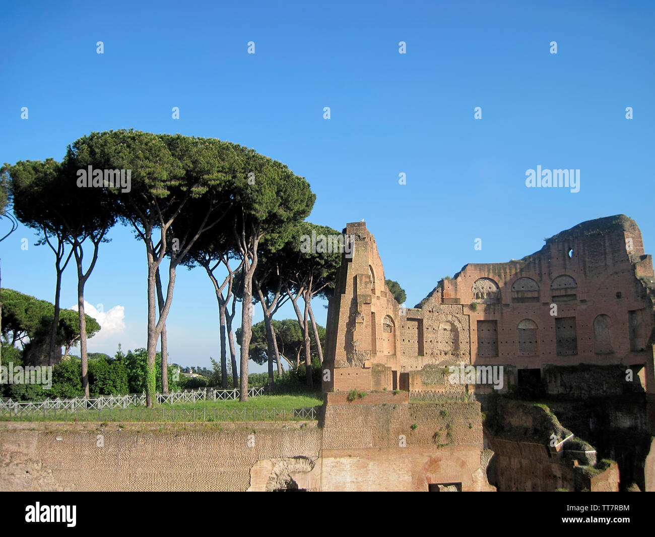 Umbrella pine tree on palatine hi-res stock photography and images - Alamy