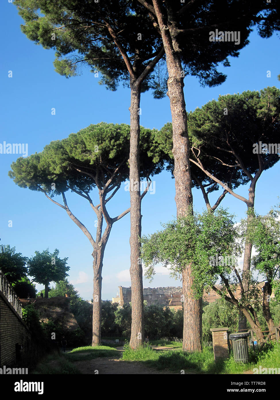 Umbrella pine tree on palatine hi-res stock photography and images - Alamy