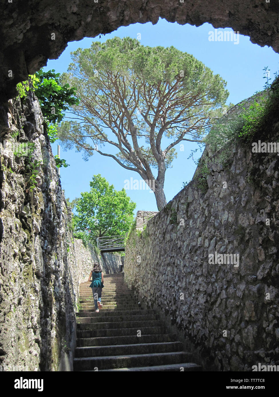 UMBRELLA PINE TREES WITH A TOURIST WALKING UP THE STEPS, RAVELLO