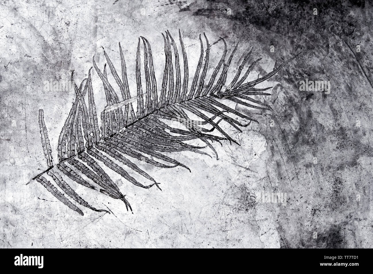 Leaf texture in concrete floor surface Stock Photo