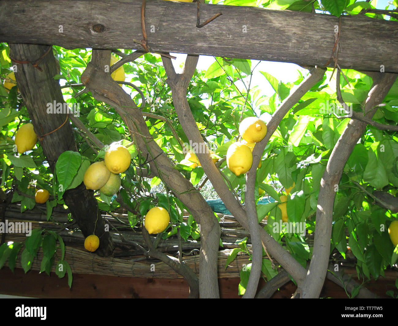 thumbnail image 2 of Citrus Limon Amalfi Coast Maggiore – Authentic Amalfi Lemon Tree Plant 2 of 3