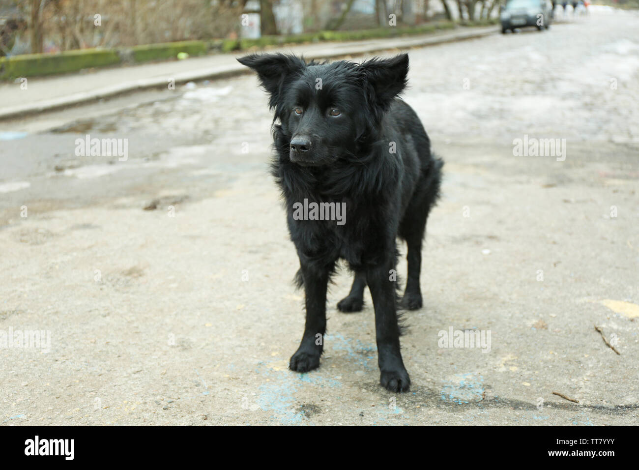 Mongrel Dog Outdoors Stock Photo Alamy