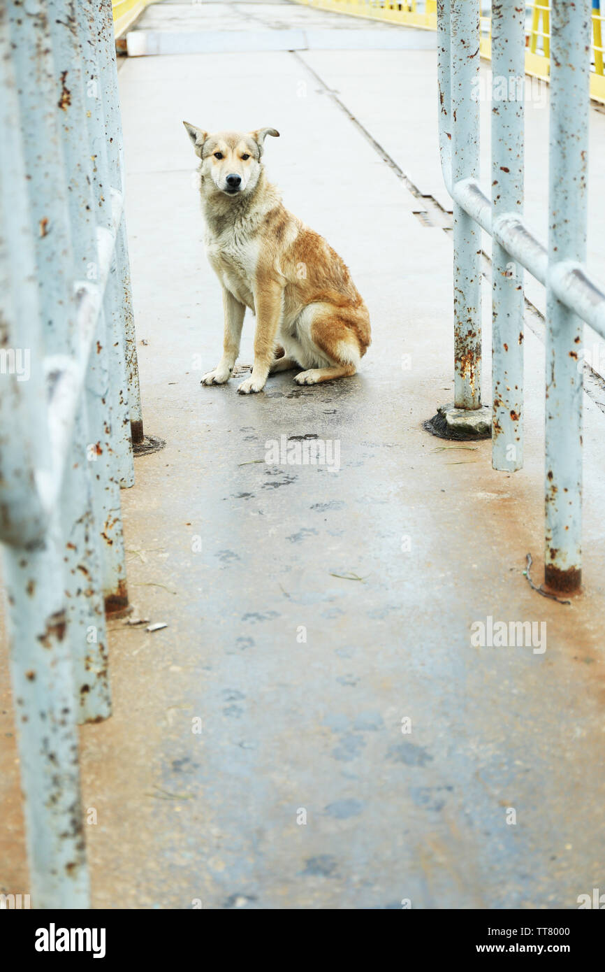 Mongrel Dog Outdoors Stock Photo Alamy