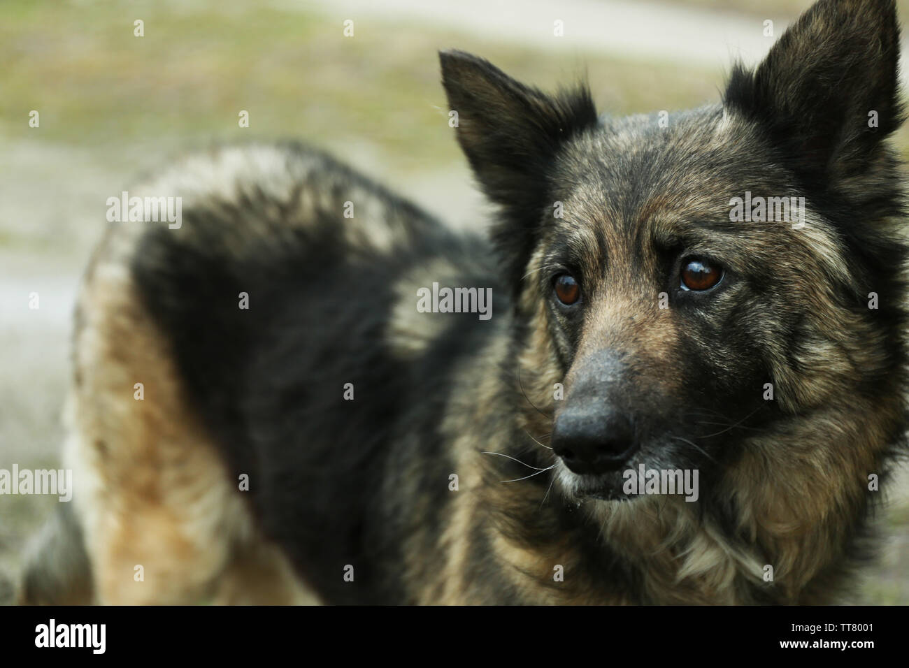 Mongrel Dog Outdoors Stock Photo Alamy