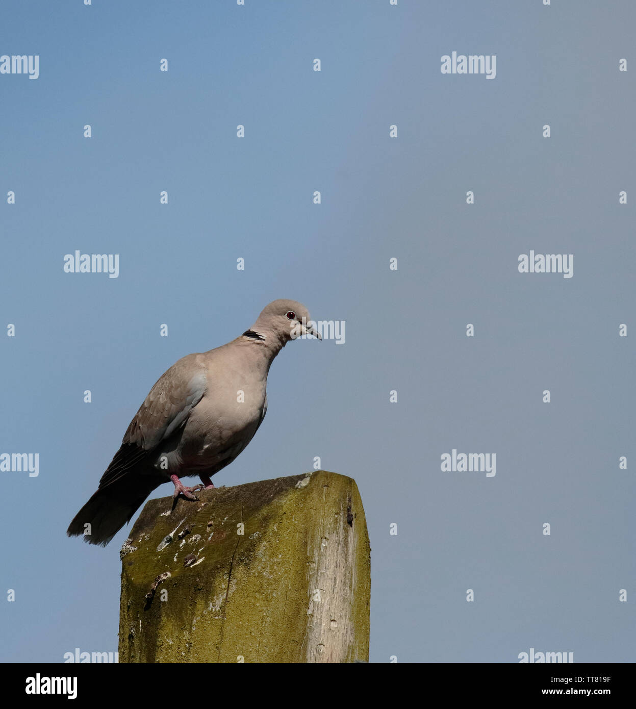 Dove behaviour hires stock photography and images Alamy