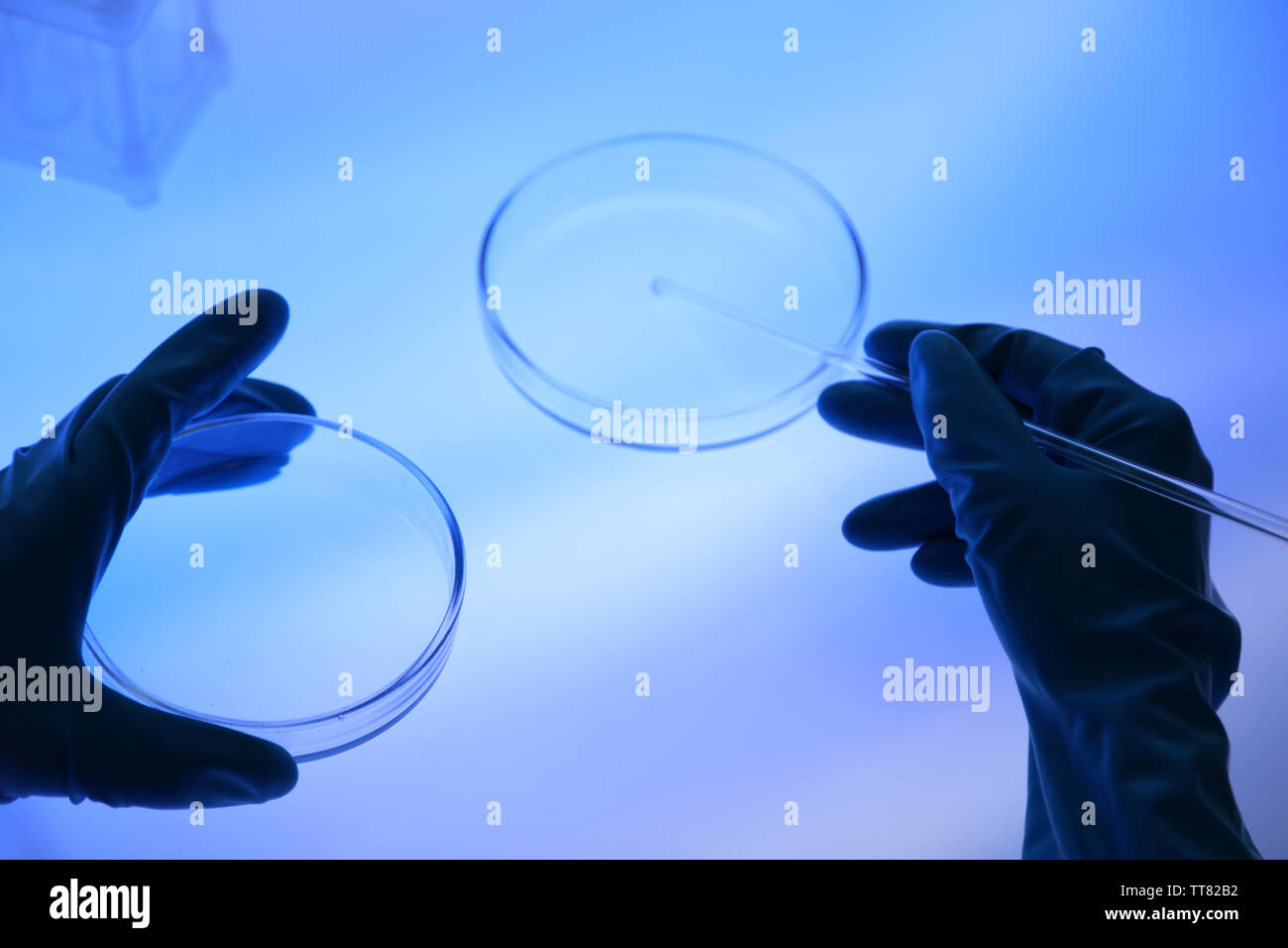 Scientist working with Petri dishes in laboratory Stock Photo - Alamy