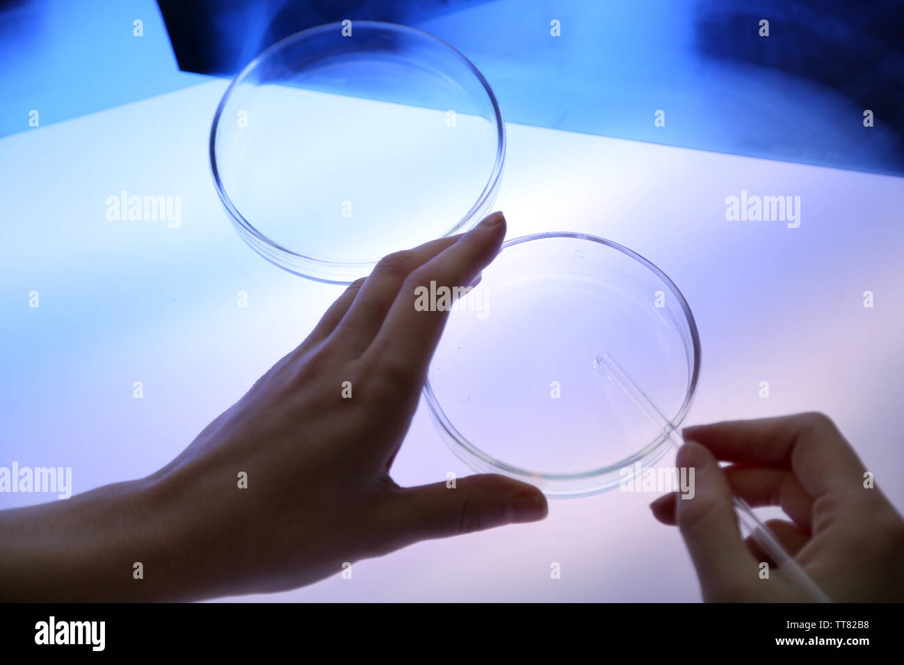 Scientist working with Petri dishes in laboratory Stock Photo - Alamy