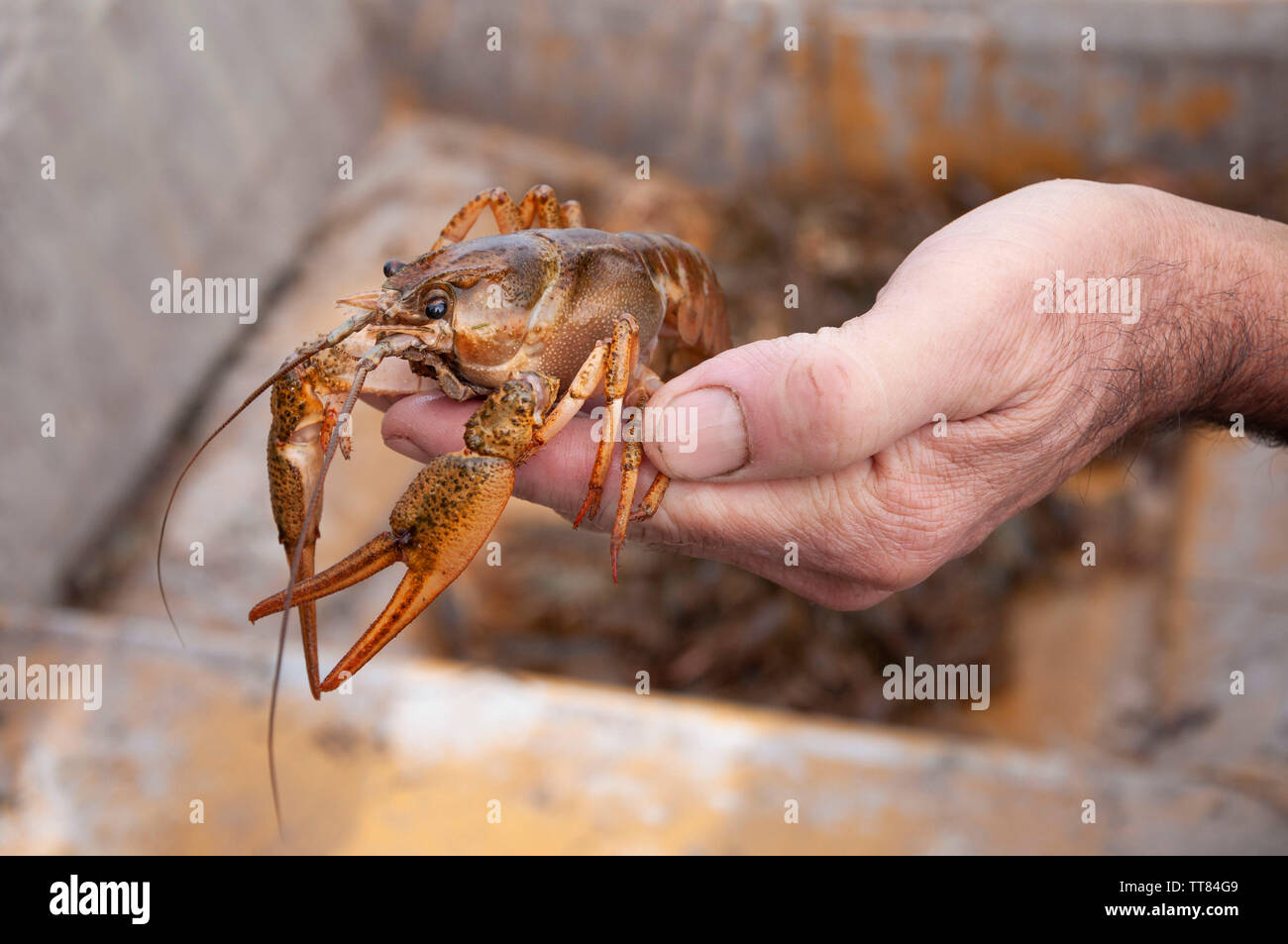 Closeup of male hand holding an alive freshwater crayfish Stock Photo