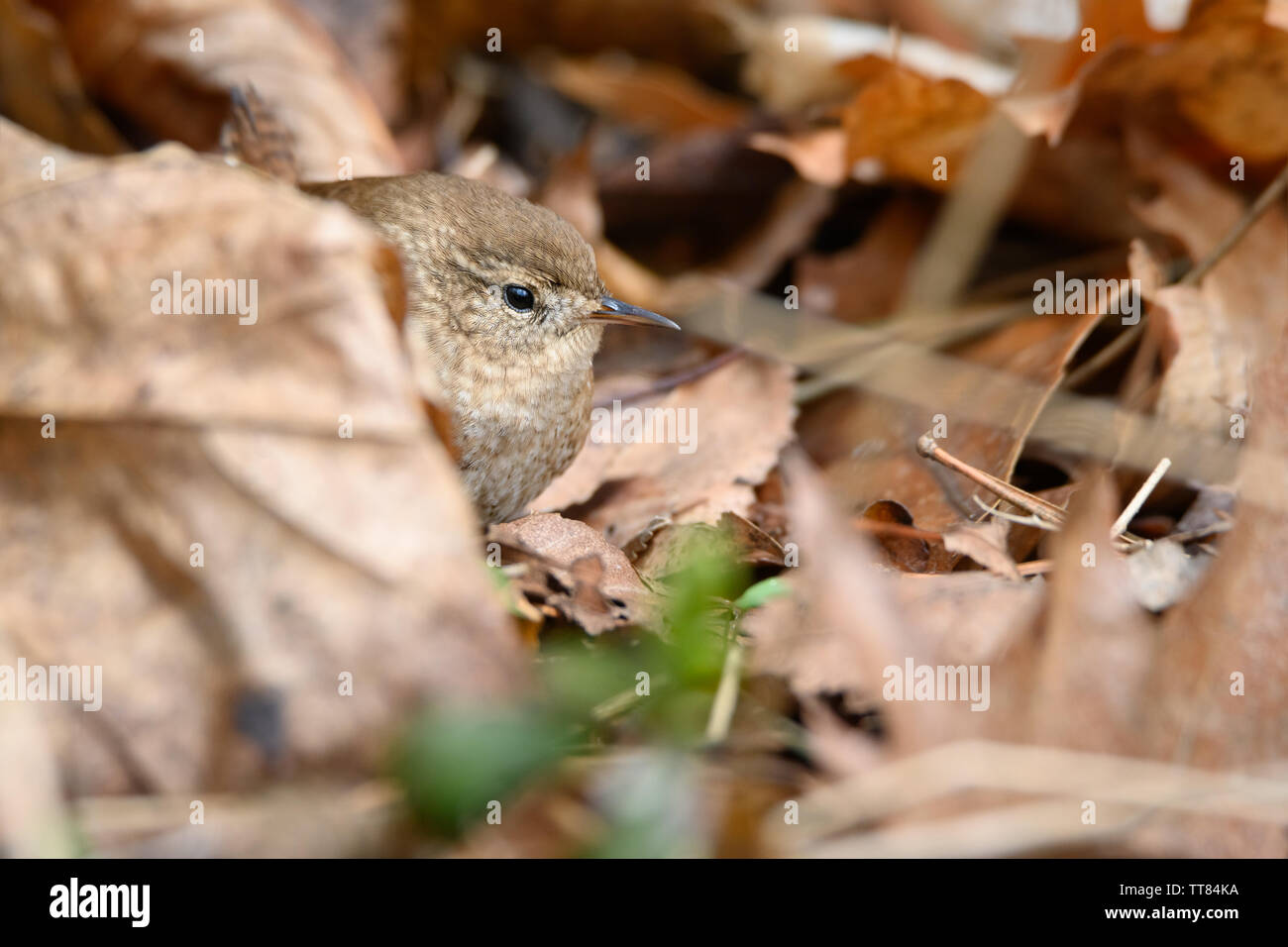 A Winter Wren hides among the fallen leaves at Colonel Samuel Smith Park in Toronto, Ontario. Stock Photo