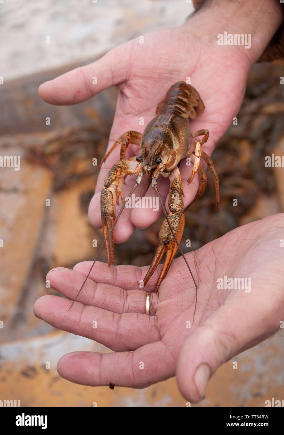 Closeup male hands holding alive freshwater crayfish on palms Stock Photo