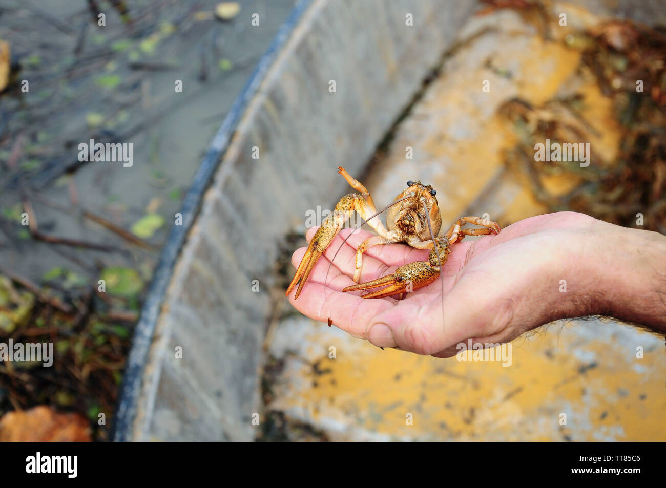 Closeup of male hand holding an alive freshwater crayfish Stock Photo