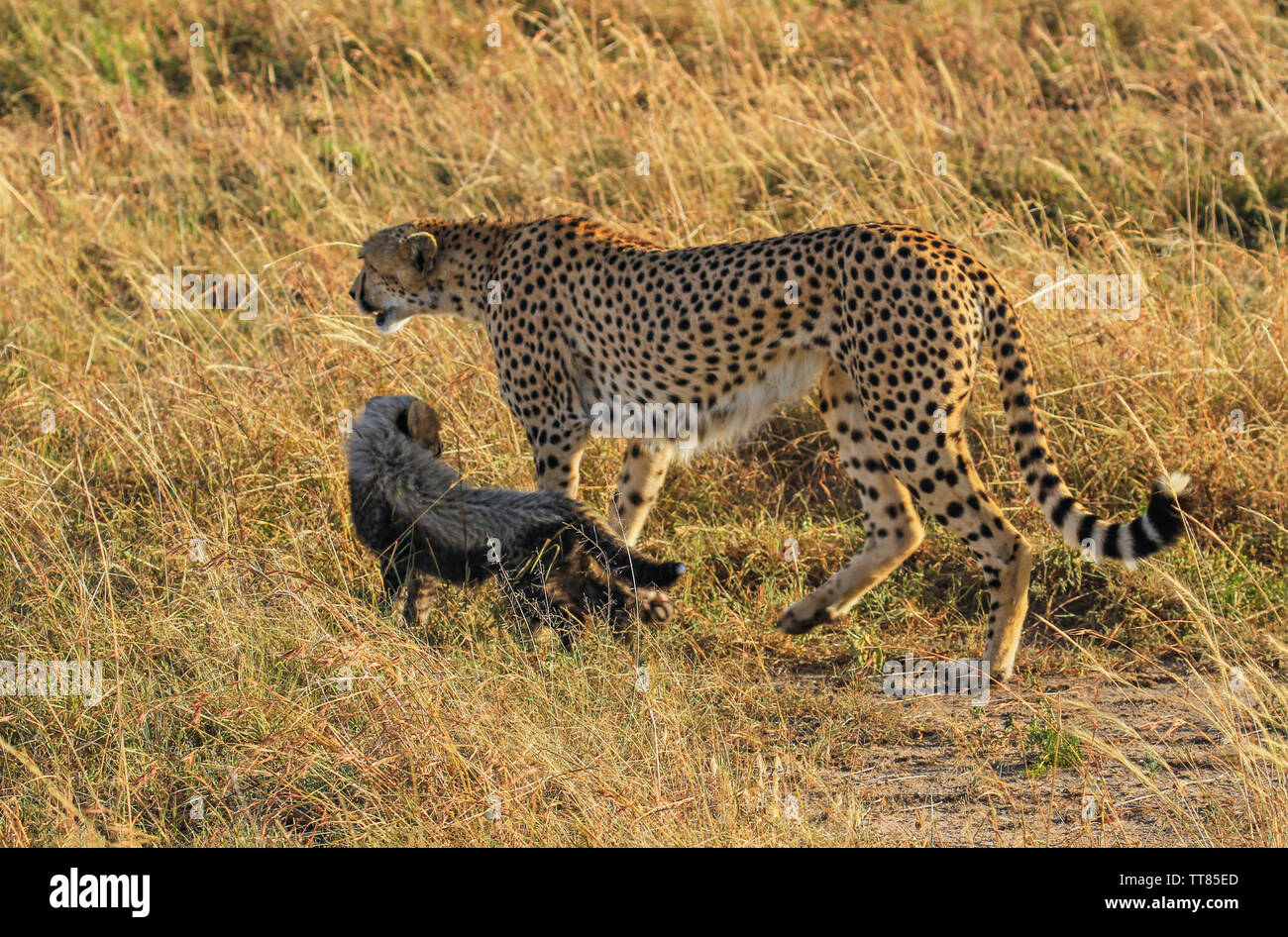 Mantle hair hires stock photography and images Alamy