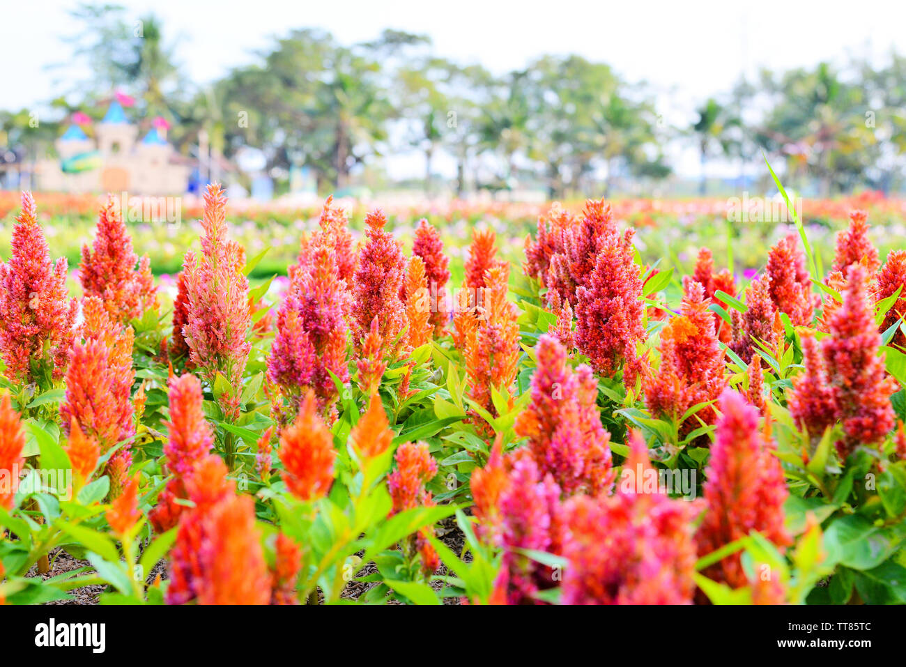 Orange plumed cockscomb or Celosia argentea blossom in the colorful ...