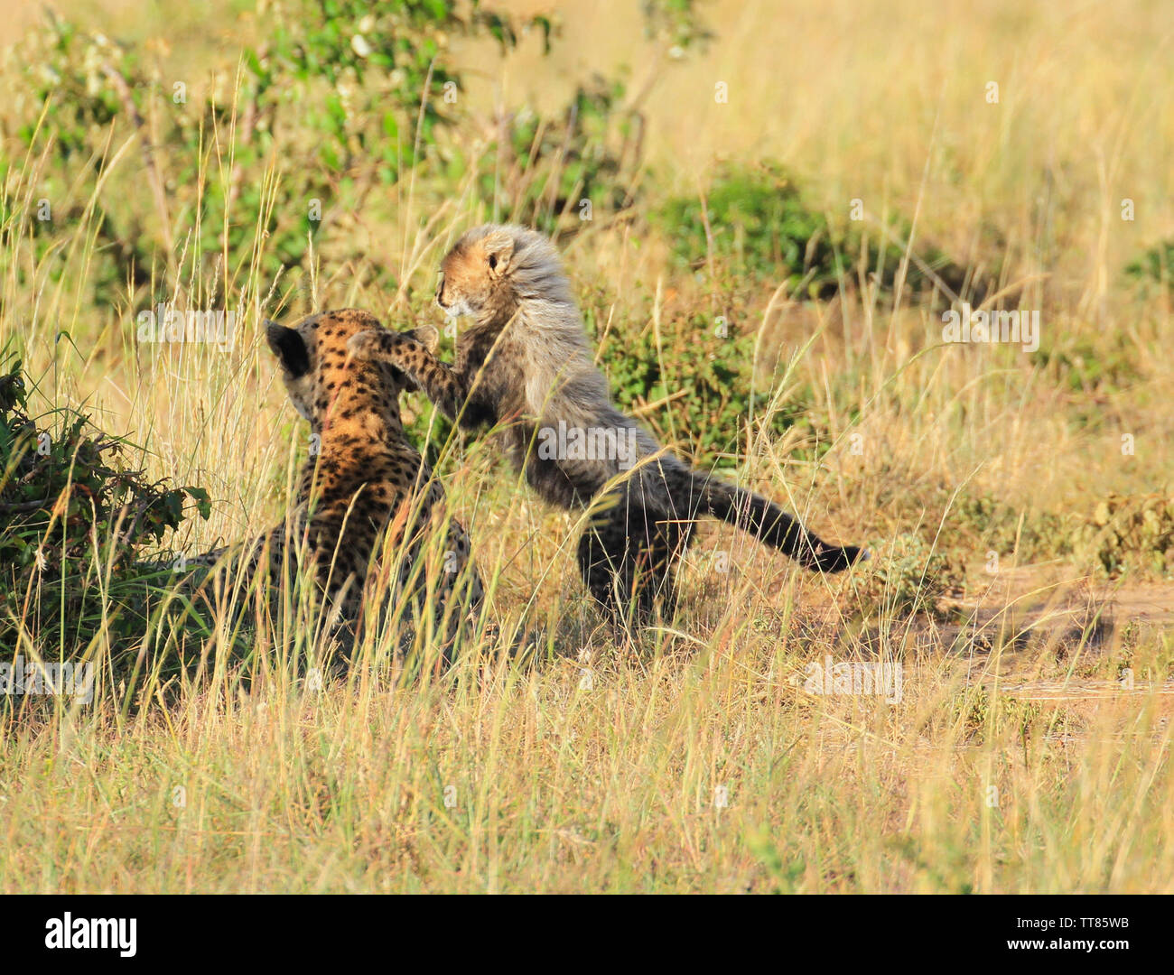Cheetah Acinonyx jubatus Mother and fluffy baby cub with fur mantle