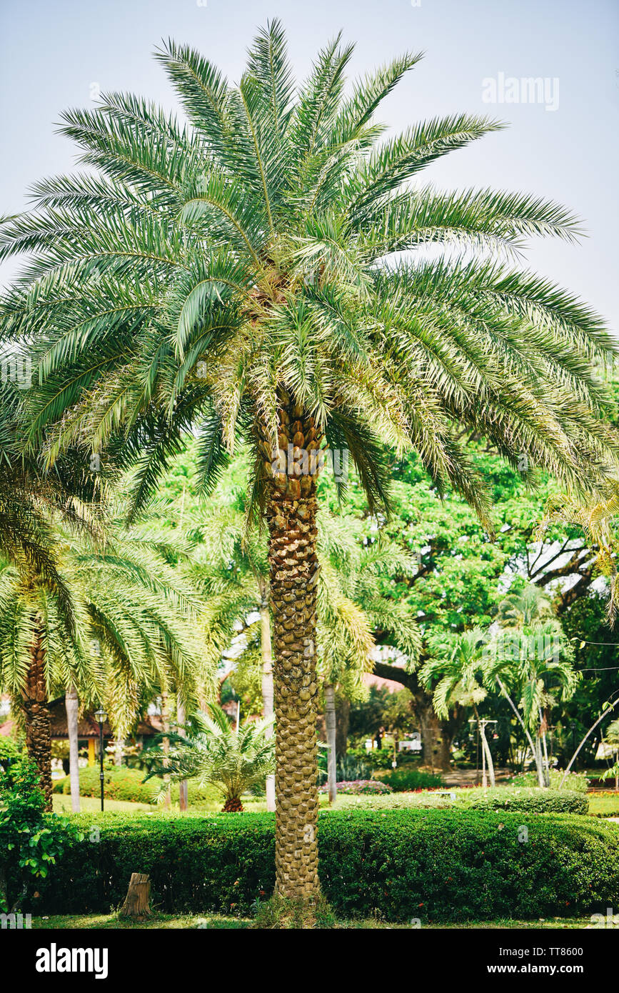 Date palm trees dubai hires stock photography and images Alamy