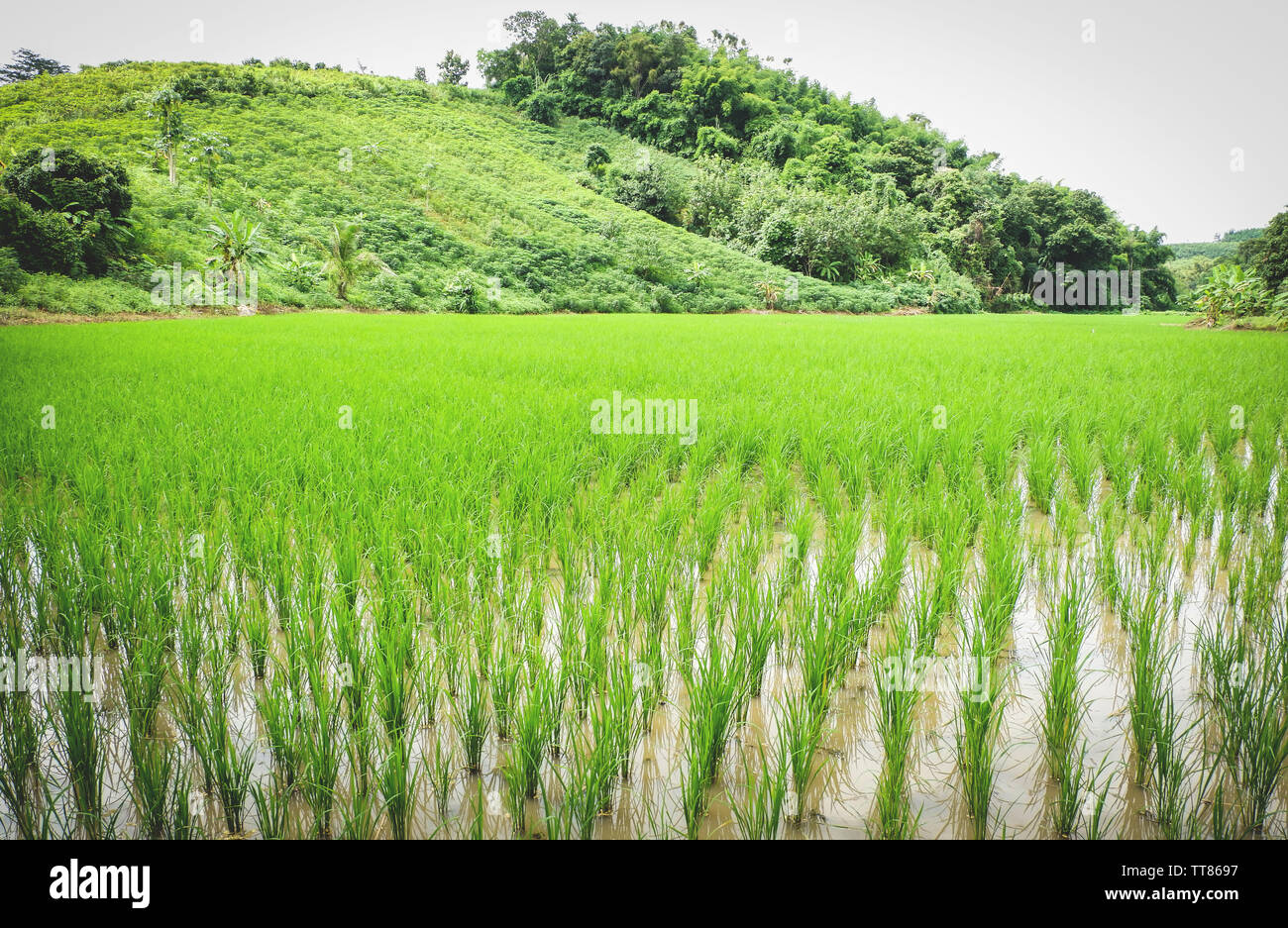 planting rice on rainy season Asian agriculture / The Farmer planting ...
