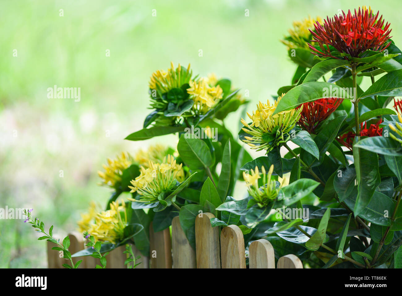 Ixora flower red and yellow blooming in the garden beautiful nature green background / Chinensis Ixora coccinea Stock Photo