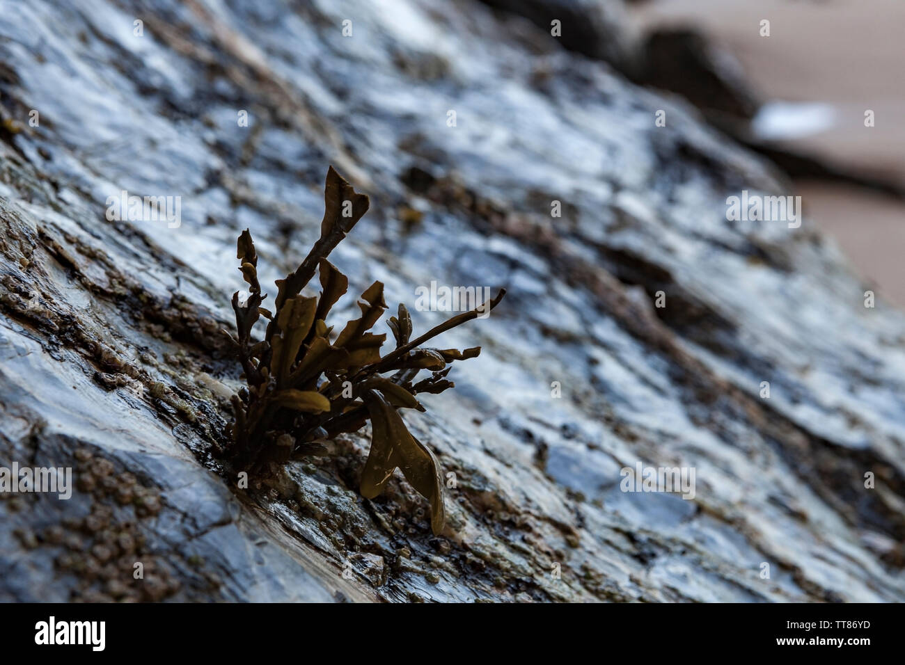 Algae 'fucus' on a sloping rock that low tide left uncovered. Can be used as background. Stock Photo