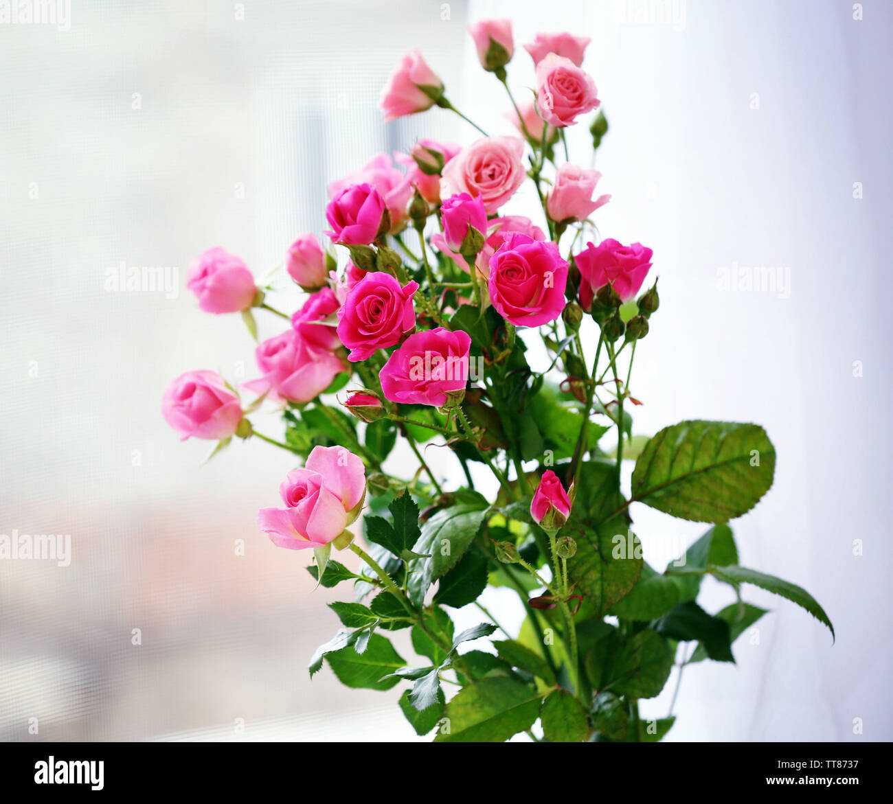 Beautiful pink roses on bright background Stock Photo - Alamy