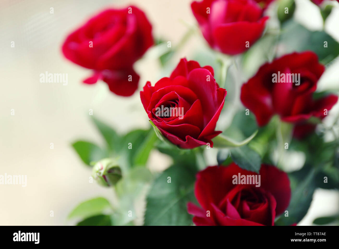 Beautiful red roses on bright background Stock Photo - Alamy