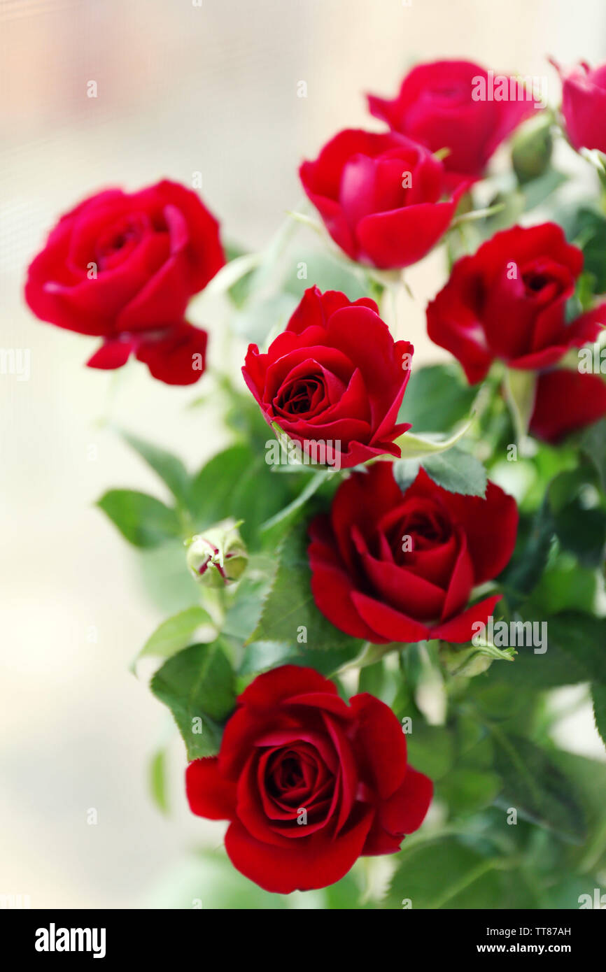 Beautiful red roses on bright background Stock Photo - Alamy