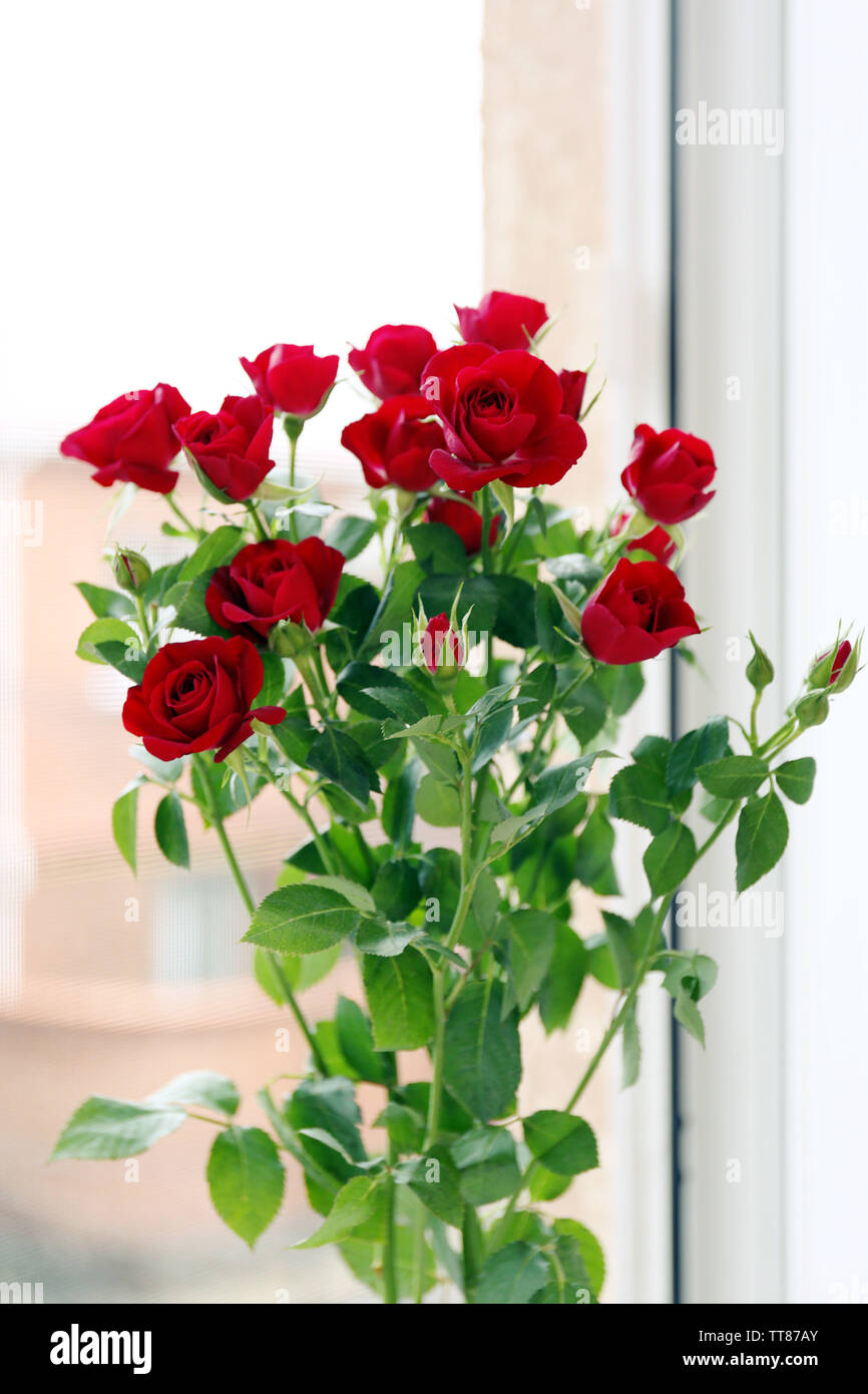 Beautiful red roses on bright background Stock Photo - Alamy