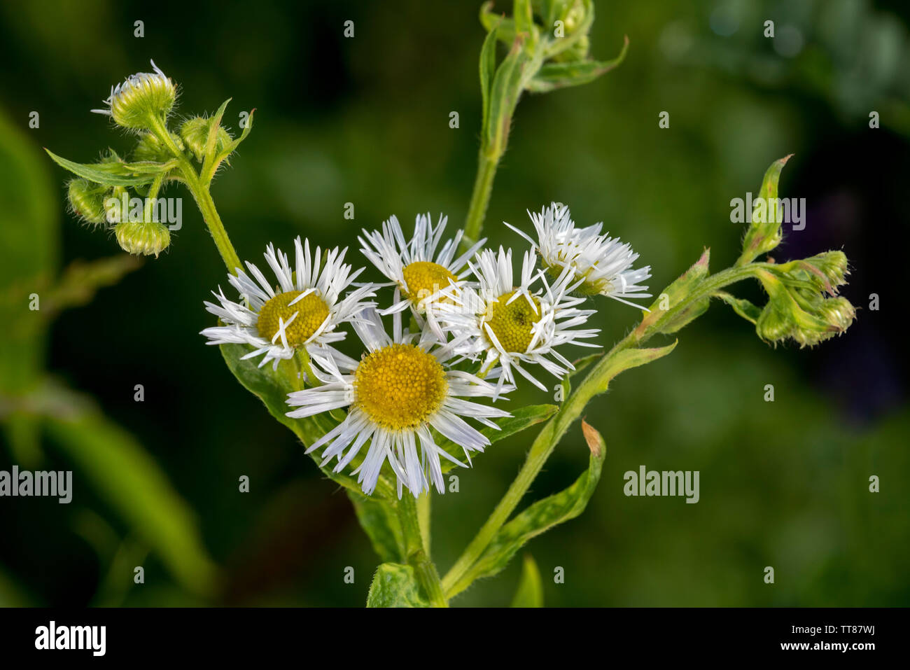 Annual fleabane / eastern daisy fleabane (Erigeron annuus / Aster