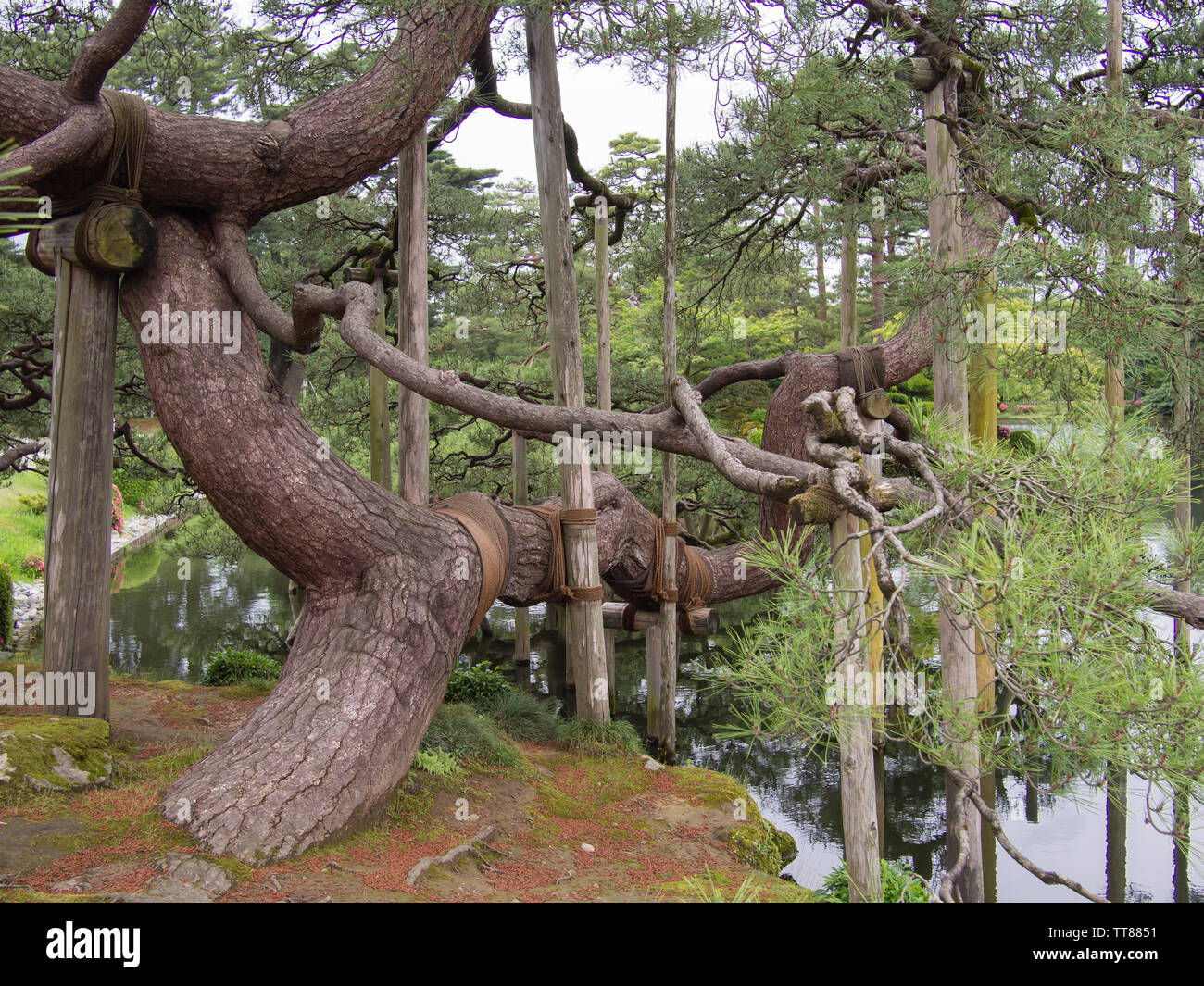 An ancient pine tree in Kenroku-en or the Six Attributes Garden in Kanazawa, Japan. Kenroku-en contains over 180 species of plants and over 8000 trees. Stock Photo