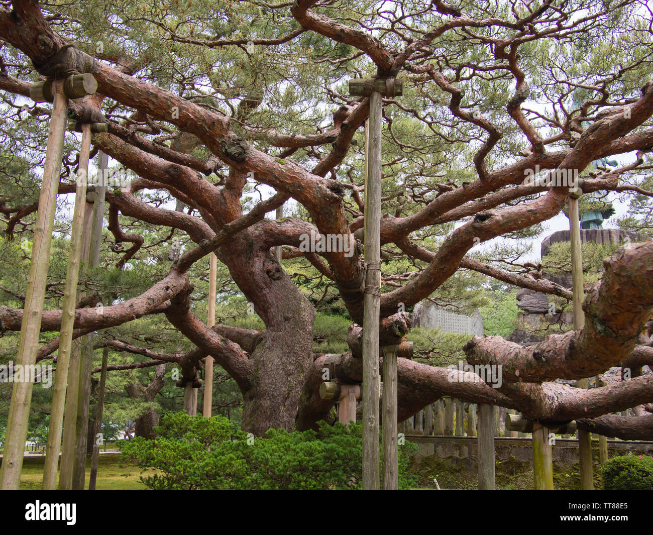 An ancient pine tree in Kenroku-en or the Six Attributes Garden in Kanazawa, Japan. Kenroku-en contains over 180 species of plants and over 8000 trees. Stock Photo