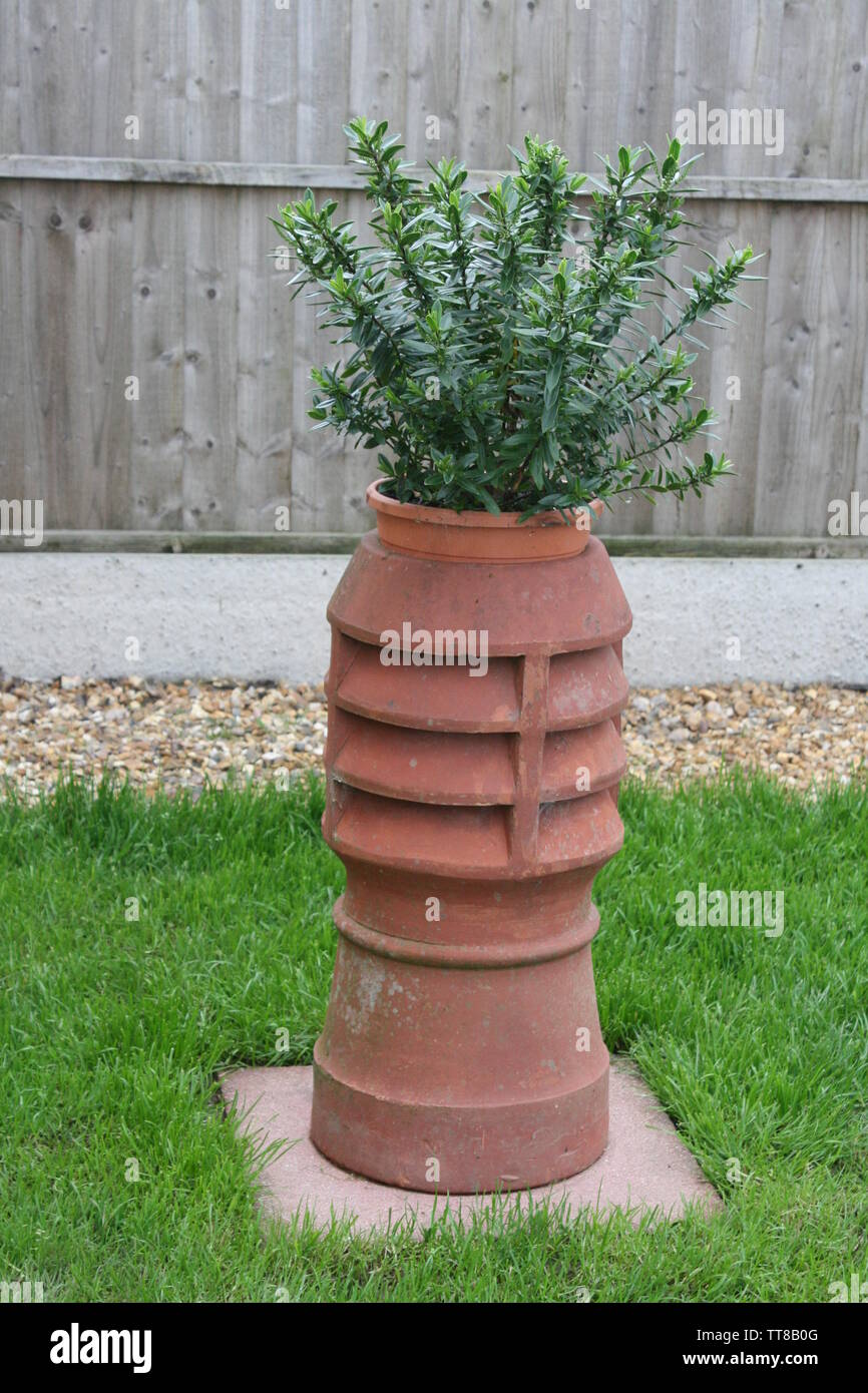 Victorian chimney pot with Hebe plant growing in it in suburban garden Stock Photo