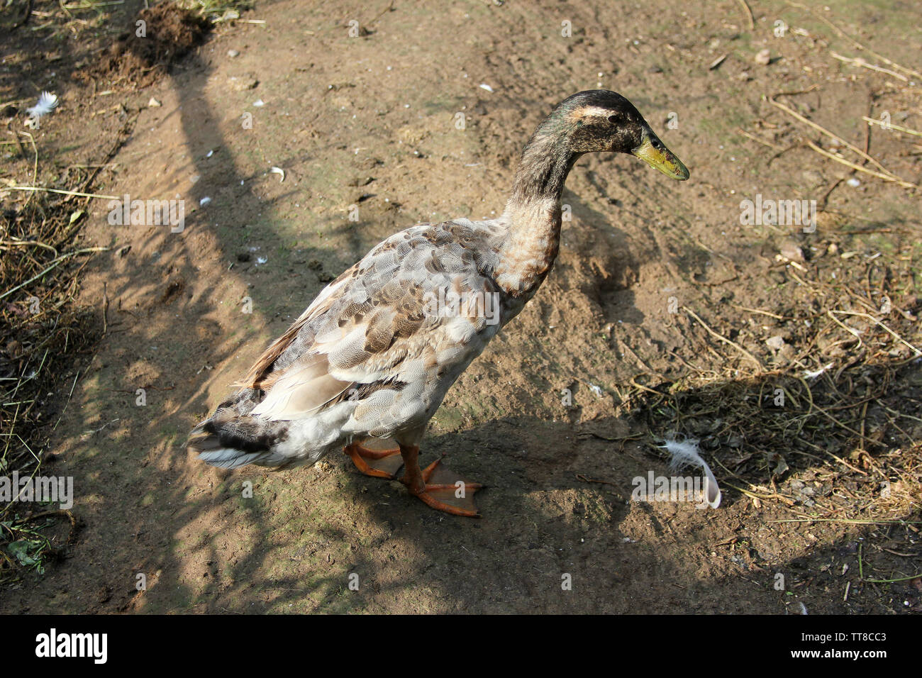 The domestic duck on the poultry yard. The duck closeup Stock Photo