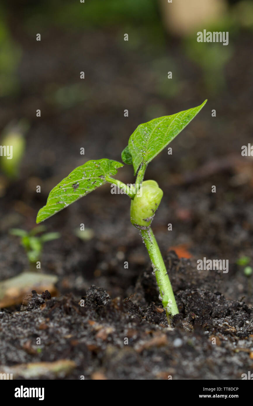 Bean germinating in humic soil Stock Photo