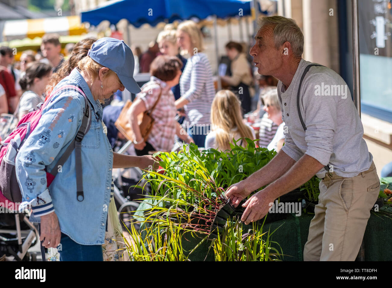 Seller at farmers market selling plants to customer, Stroud, Gloucestershire, United Kingdom Stock Photo
