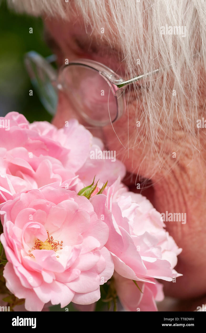 Close up of elderly lady smelling pink roses Stock Photo